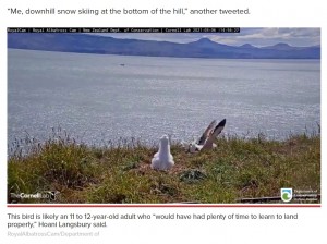 勢い余って頭から地面に突っ込む（画像は『New York Post　2021年3月10日付「Albatross hilariously faceplants at New Zealand sanctuary」（RoyalAlbatrossCam/Department of）』のスクリーンショット）