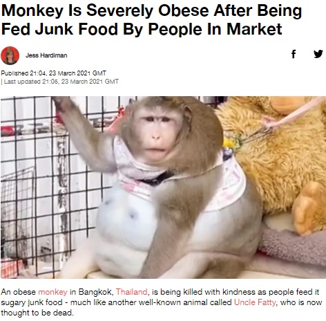 太りすぎて座っているのも苦しそうなサル（画像は『LADbible　2021年3月23日付「Monkey Is Severely Obese After Being Fed Junk Food By People In Market」（Credit: Viral Press）』のスクリーンショット）
