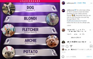最終候補の中には、犬や猫、アルパカやロバなどが残っていた（画像は『Cadbury USA　2021年3月16日付Instagram「The votes keep rolling in! We’re excited to share the latest standings for the Cadbury Bunny Tryouts」』のスクリーンショット）
