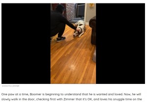 サマンサさんが愛情を注いだことで、家の中に入ってもいいことを理解できたブーマー（画像は『The Dodo　2021年3月15日付「Former Street Dog Tries To Work Up The Courage To Enter His New Home」（SAMANTHA ZIMMER）』のスクリーンショット）