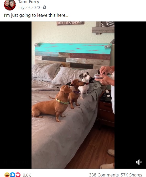 おやつをもらうために待つ4匹の犬たち（画像は『Tami Furry　2020年7月29日付Facebook「I’m just going to leave this here...」』のスクリーンショット