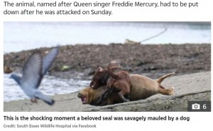 犬は何度もフレディに襲い掛かり、フレディは苦悶の表情を浮かべた（画像は『The Sun　2021年3月23日付「SEAL TRAGEDY Freddie Mercury the seal dies after being mauled by dog near River Thames where he entertained walkers for weeks」（Credit: Duncan Phillips）』のスクリーンショット）