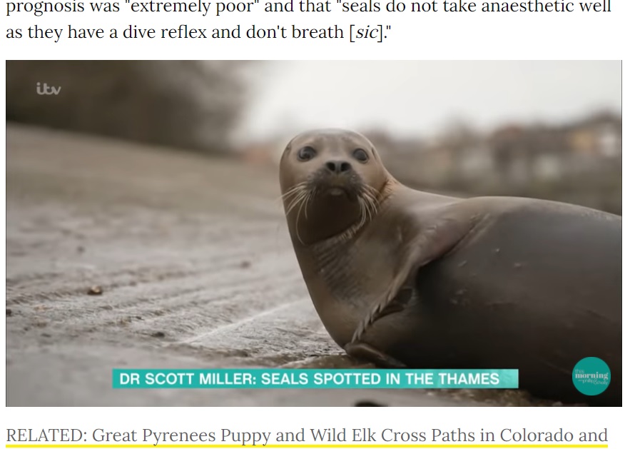 “フレディ・マーキュリー”と呼ばれアイドル的存在だったアザラシ（画像は『People.com　2021年3月22日付「Seal Beloved by London Public and Dubbed Freddie Mercury Dies After Dog Attack」』のスクリーンショット）
