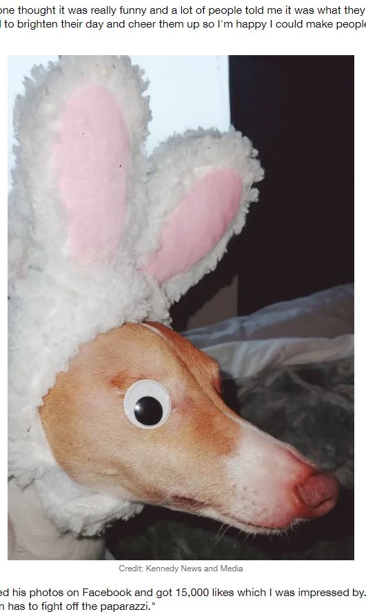 ウサギのカチューシャを付けてお茶目な一面も見せたサムソン（画像は『LADbible　2021年3月1日付「Dog Owner Replaces Pooch’s Missing Eye With Stick-On Googly」（Credit: Kennedy News and Media）』のスクリーンショット）