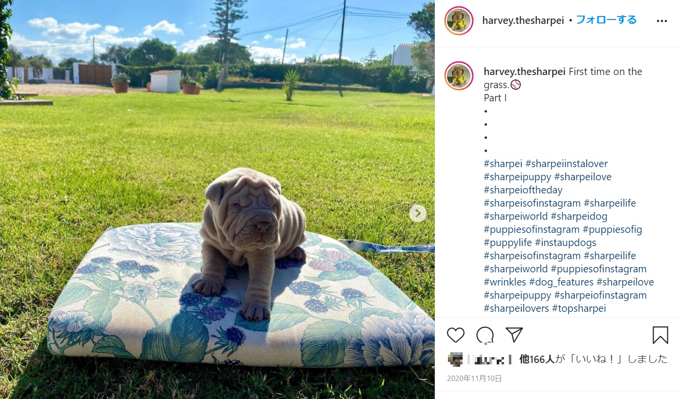 日向ぼっこが大好きなハーヴィー（画像は『Harvey　2020年11月10日付Instagram「First time on the grass.」』のスクリーンショット）