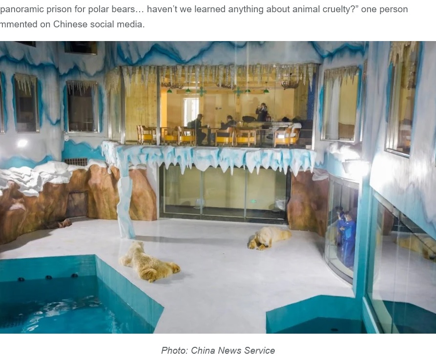 24時間客室からホッキョクグマを観察できるホテル（画像は『Oddity Central　2021年3月15日付「Controversial Hotel That Offers 24/7 View of Captive Polar Bears Draws Criticism」（Photo: China News Service）』のスクリーンショット）