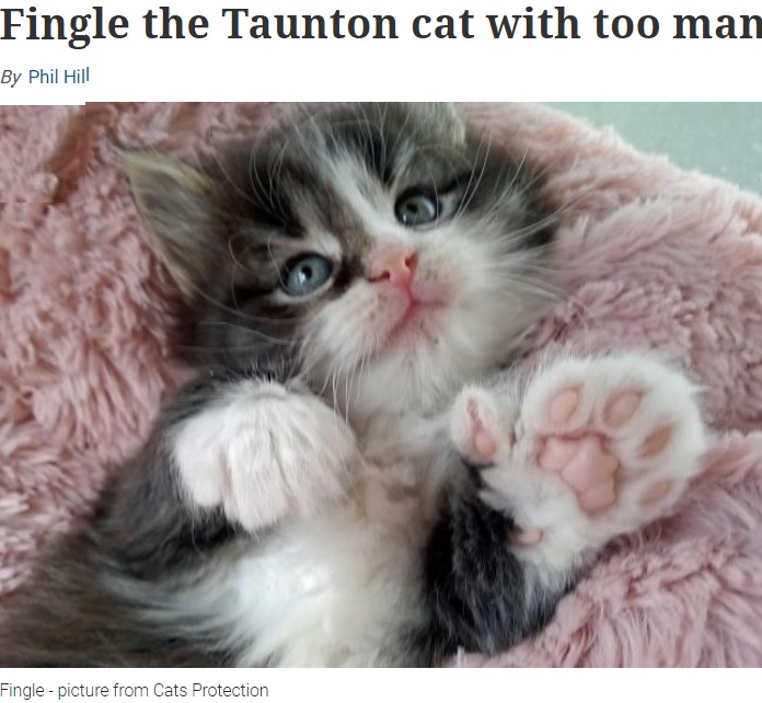 多指症で生まれた子ネコ（画像は『Somerset County Gazette　2021年3月22日付「Fingle the Taunton cat with too many toes」（picture from Cats Protection）』のスクリーンショット）