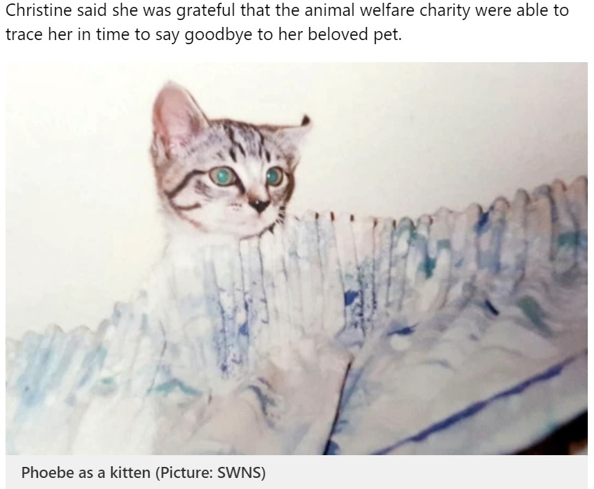 行方不明になる前、子猫だった頃のフィービー（画像は『Metro　2021年3月11日付「Cat missing for 20 years reunited with owner for last two days of its life」（Picture: SWNS）』のスクリーンショット）