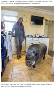 フランシスコ以外の豚は外で飼育されている（画像は『Glasgow Times　2021年3月15日付「Meet 20-stone Francisco who is living in a house after his owners thought he was a micropig」』のスクリーンショット）