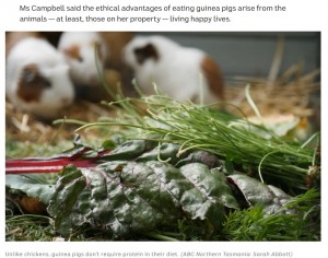 モルモットは「効率的に生産することが可能」とコールさん（画像は『ABC News　2021年3月9日付「Tasmanian couple farm ‘sustainable’ guinea pig meat, a common protein source overseas」（ABC Northern Tasmania: Sarah Abbott）』のスクリーンショット）