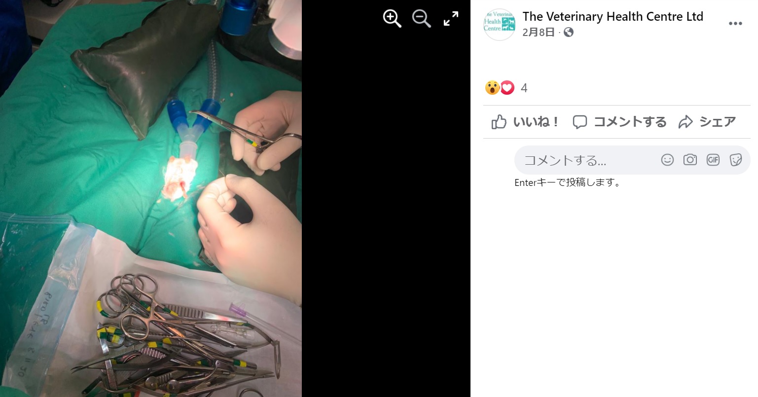 小さなスキの手術には、細心の注意が必要だった（画像は『The Veterinary Health Centre Ltd﻿　2021年2月8日付Facebook「Everyone meet Suki!」』のスクリーンショット）