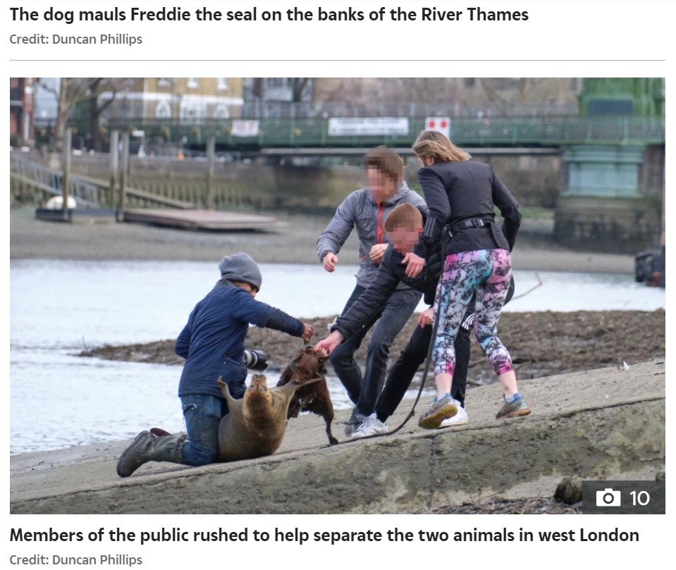 レベッカさん（右）もフレディが襲われた現場近くに駆け寄った（画像は『The Sun　2021年3月24日付「SEAL ATTACK Owner of dog that mauled Freddie the seal Rebecca Sabben-Clare is an Oxford-educated lawyer」（Credit: Duncan Phillips）』のスクリーンショット）