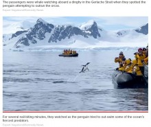 【海外発！Breaking News】シャチから逃げるペンギンが観光客のボートに自ら避難（南極）＜動画あり＞