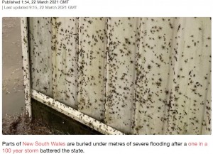 クモも命を守るため、必死に高台へ逃げる（画像は『LADbible　2021年3月22日付「Terrifying Images Show Thousands Of Spiders Trying To Escape NSW Flooding」』のスクリーンショット）