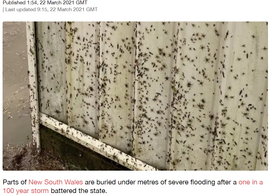 クモも命を守るため、必死に高台へ逃げる（画像は『LADbible　2021年3月22日付「Terrifying Images Show Thousands Of Spiders Trying To Escape NSW Flooding」』のスクリーンショット）