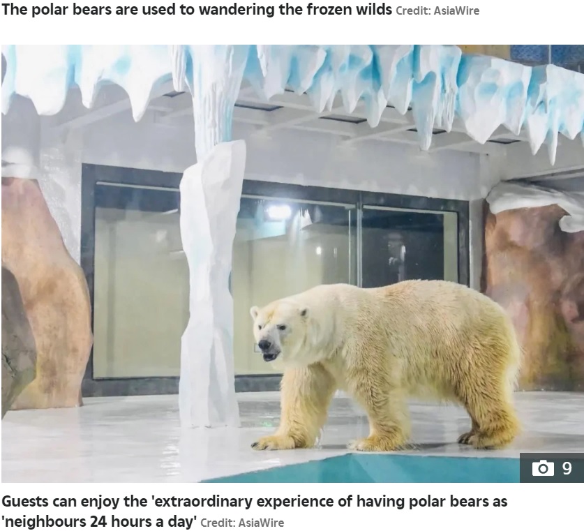 ホテルの展示スペースで飼われているホッキョクグマ（画像は『The Sun　2021年3月9日付「‘PROFITING FROM MISERY’ Bizarre ‘polar bear hotel’ where guests can watch miserable beasts from their rooms is slammed by activists」（Credit: Harbin Polarland）』のスクリーンショット）