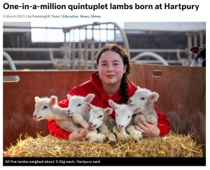 【海外発！Breaking News】100万分の1の確率で五つ子の羊が誕生　14年勤める飼育員も「見た事がない」と驚き（英）