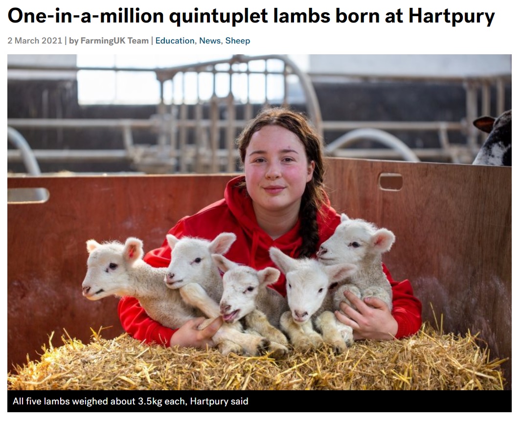 全員元気に育っているという五つ子の羊（画像は『FarmingUK　2021年3月2日付「One-in-a-million quintuplet lambs born at Hartpury」』のスクリーンショット）
