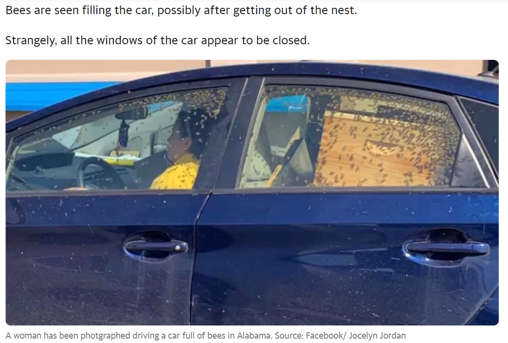 無数のミツバチに囲まれながらも平然としている女性（画像は『Yahoo Australia　2021年3月23日付「‘That’s crazy’: Baffling photo of woman driving a car full of bees」（Source: Facebook/ Jocelyn Jordan）』のスクリーンショット）