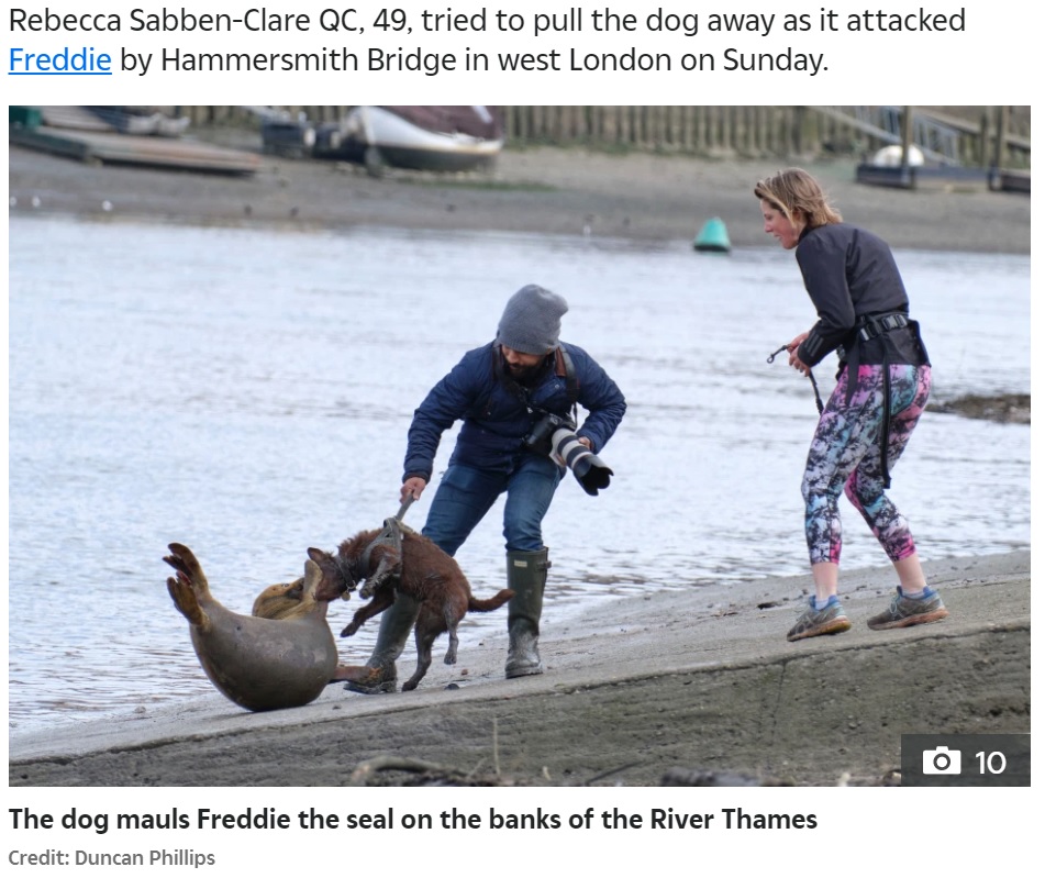 無罪かつ罰金もないことにネット上では怒りの声が殺到（画像は『The Sun　2021年3月24日付「SEAL ATTACK Owner of dog that mauled Freddie the seal Rebecca Sabben-Clare is an Oxford-educated lawyer」（Credit: Duncan Phillips）』のスクリーンショット）