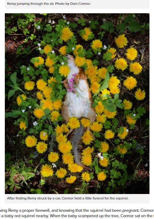 レミーのために小さな葬式をしたダニーさん（画像は『PetaPixel　2021年3月8日付「How a Wildlife Photographer Rescued Four Baby Red Squirrels」』のスクリーンショット）