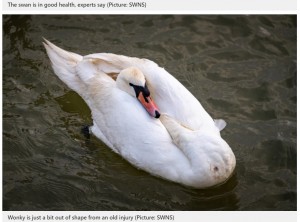水面で泳ぐ時は背中の上に頭を乗せるような体勢をとっているウォンキー（画像は『Metro　2021年3月11日付「Swan nicknamed Wonky for his lopsided neck is struggling to find love」（Picture: SWNS）』のスクリーンショット）