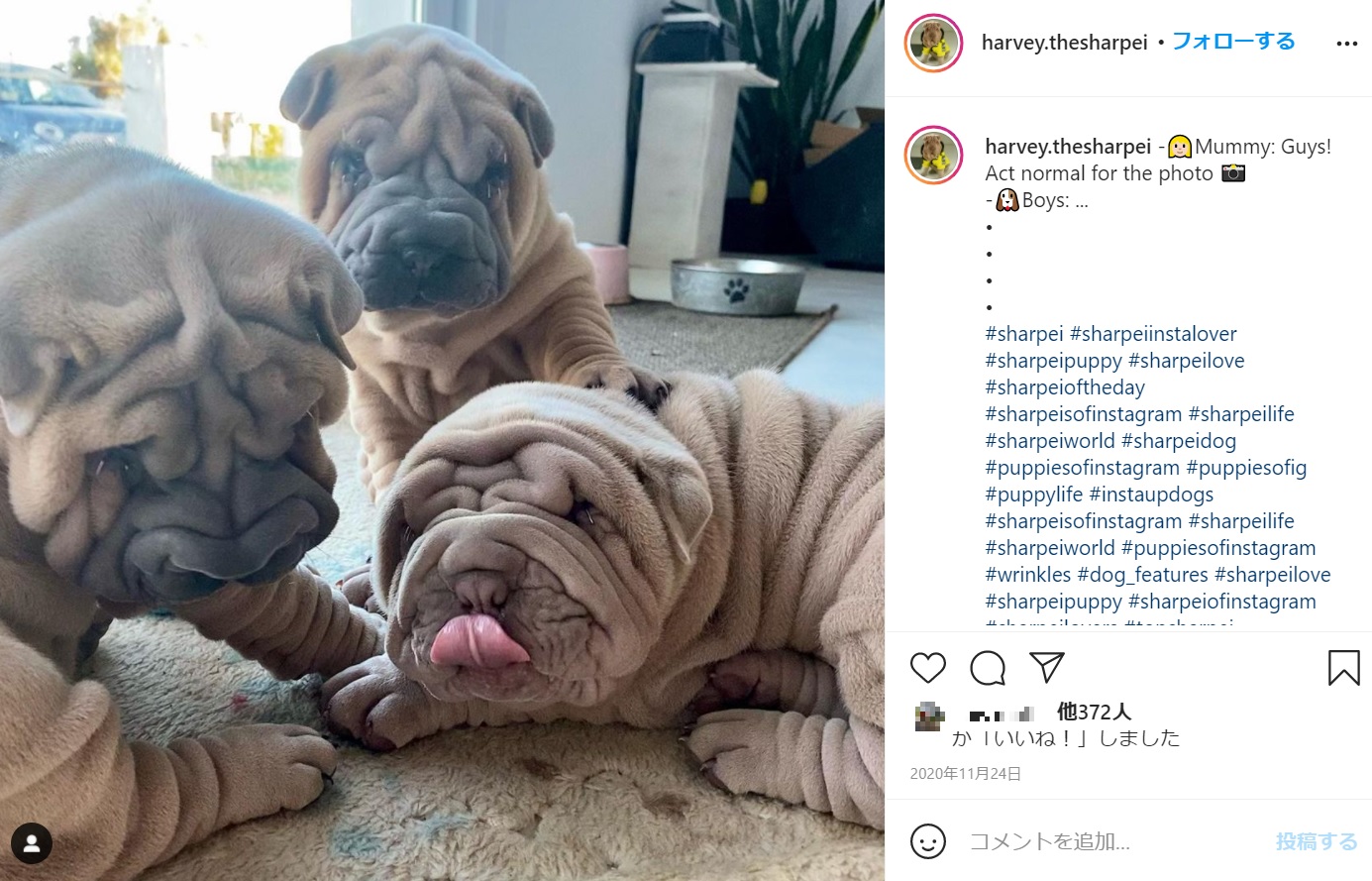 しわしわの3兄弟　右側で寝そべっているのがハーヴィー（画像は『Harvey　2020年11月24日付Instagram「Mummy: Guys! Act normal for the photo」』のスクリーンショット）
