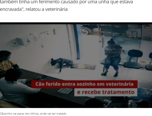 クリニックの入り口に座り込む犬（画像は『G1　2021年3月9日付「Cão ferido entra sozinho em clínica veterinária e recebe tratamento no interior do Ceará; vídeo」』のスクリーンショット）