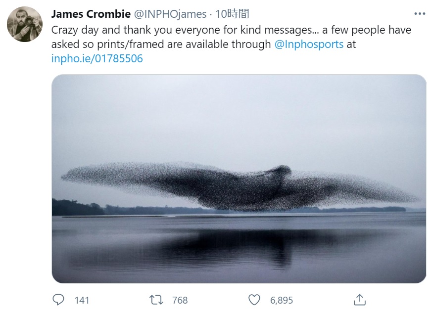 巨大な鳥を形作るムクドリの群れ（画像は『James Crombie　2021年3月3日付Twitter「Crazy day and thank you everyone for kind messages...」』のスクリーンショット）