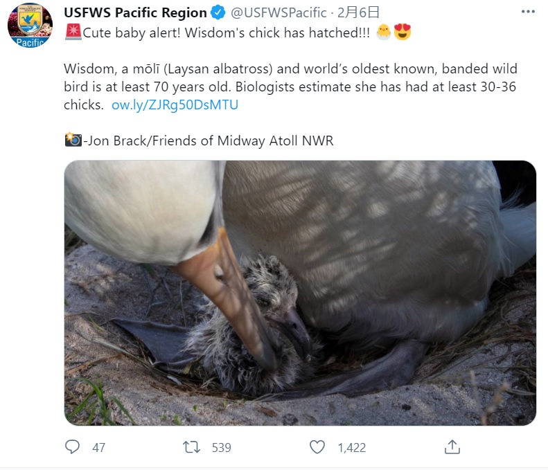 ひなの誕生を報告していたアメリカ合衆国魚類野生生物局（画像は『USFWS Pacific Region　2021年2月6日付Twitter「Cute baby alert! Wisdom’s chick has hatched!!!」』のスクリーンショット）