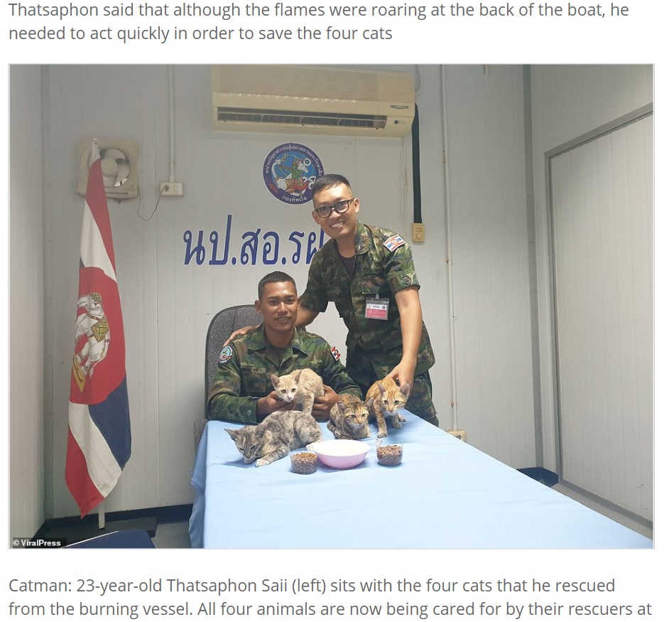 現在は海軍が世話をしているという猫たち（画像は『Express Informer　2021年3月3日付「Saved from cat-astrophe: Four cats are rescued from a sinking ship by Thai navy」（ViralPress）』のスクリーンショット）