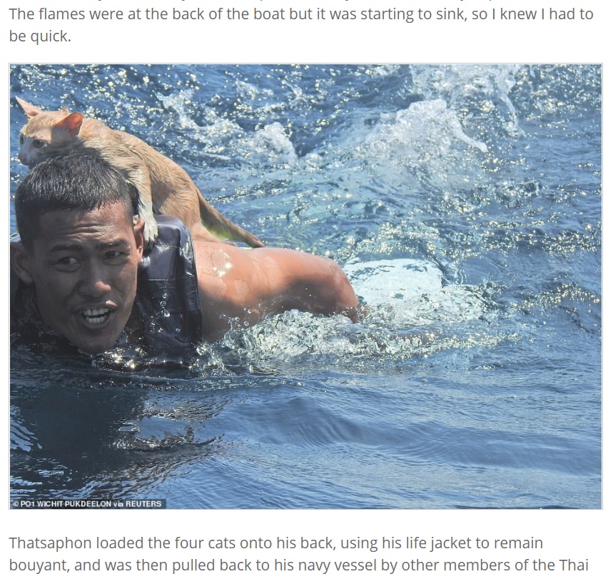 肩に猫を乗せて泳ぐ海兵隊員（画像は『Express Informer　2021年3月3日付「Saved from cat-astrophe: Four cats are rescued from a sinking ship by Thai navy」（PO1 WICHIT PUKDEELON via REUTERS）』のスクリーンショット）