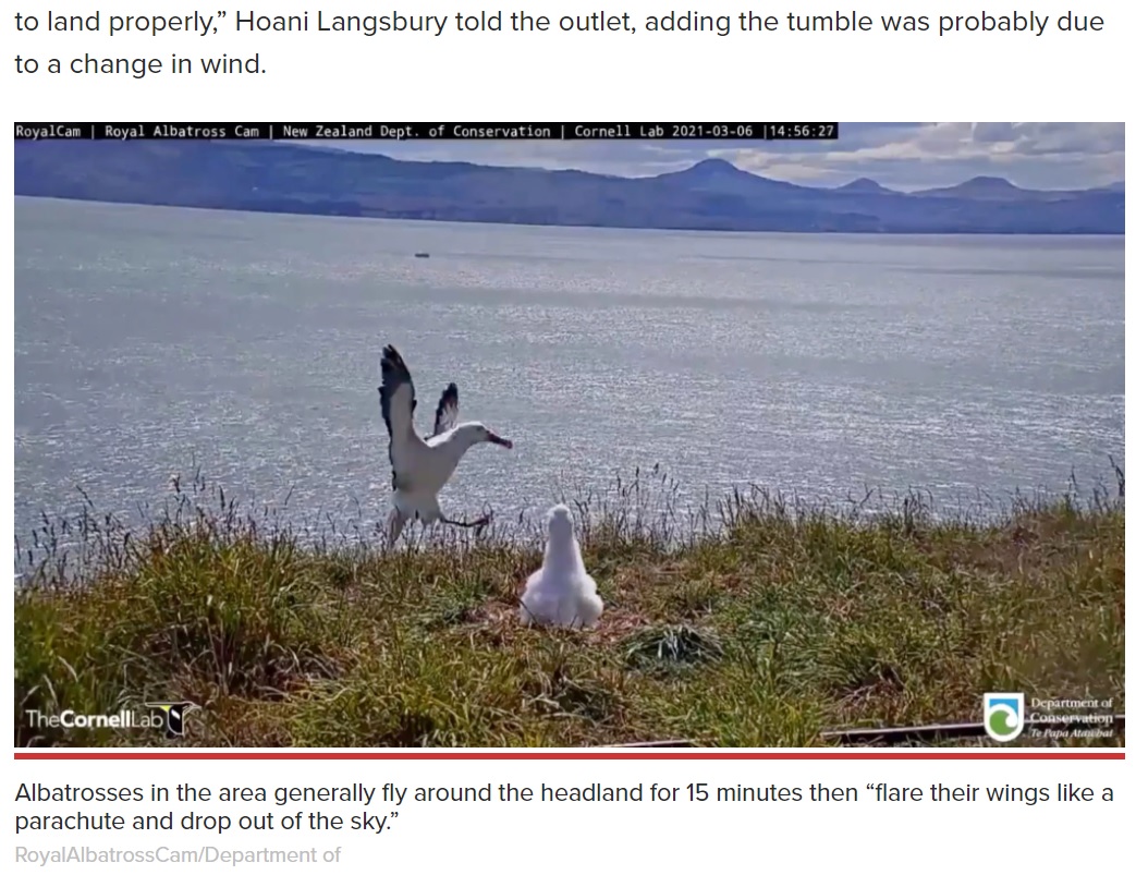 着地体勢は完璧だったキタシロアホウドリ（画像は『New York Post　2021年3月10日付「Albatross hilariously faceplants at New Zealand sanctuary」（RoyalAlbatrossCam/Department of）』のスクリーンショット）