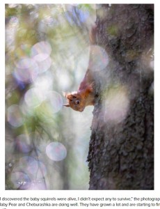 レミーとの別れを惜しむなか、近寄ってきた子リス（画像は『PetaPixel　2021年3月8日付「How a Wildlife Photographer Rescued Four Baby Red Squirrels」』のスクリーンショット）