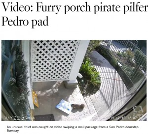 2019年にも似た事件が発生しており、今に始まったことではないようだ（画像は『Los Angeles Times　2019年12月11日付「Video: Furry porch pirate pilfers package from San Pedro pad」』のスクリーンショット）