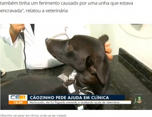 クリニックで診察を受ける犬（画像は『G1　2021年3月9日付「Cão ferido entra sozinho em clínica veterinária e recebe tratamento no interior do Ceará; vídeo」』のスクリーンショット）