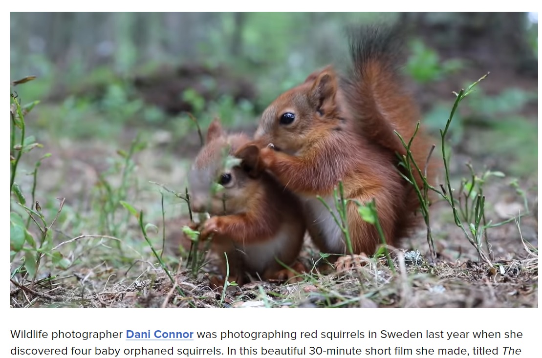 ダニーさんに見守られながら、すくすくと成長していった子リス（画像は『PetaPixel　2021年3月8日付「How a Wildlife Photographer Rescued Four Baby Red Squirrels」』のスクリーンショット）
