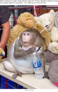 紐につながれ、3段腹のゴジラ（画像は『LADbible　2021年3月23日付「Monkey Is Severely Obese After Being Fed Junk Food By People In Market」（Credit: Viral Press）』のスクリーンショット）