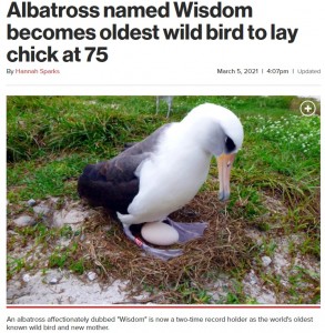 「世界最高齢の野鳥」として多くの関心を集めているウィズダム（画像は『New York Post　2021年3月5日付「Albatross named Wisdom becomes oldest wild bird to lay chick at 75」（AP）』のスクリーンショット）