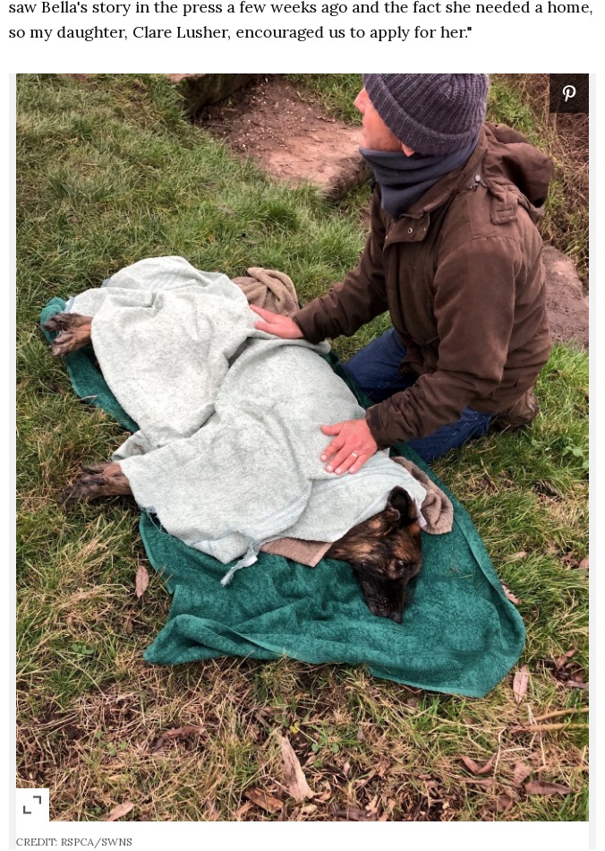 かなり衰弱していたベラ（画像は『People.com　2021年4月1日付「Dog Thrown in River with Rock Tied Around Her Neck Finds a Loving Home After 15-Month Recovery」（CREDIT: RSPCA/SWNS）』のスクリーンショット）