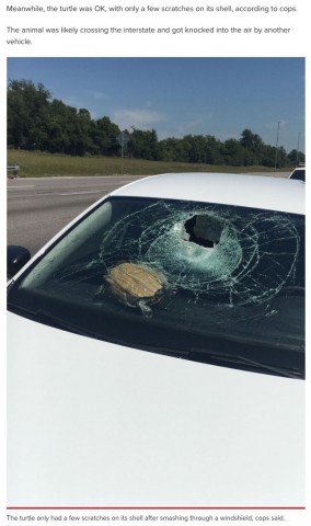 【海外発！Breaking News】高速道路を走行中の車にカメが直撃、助手席の女性が頭に怪我（米）