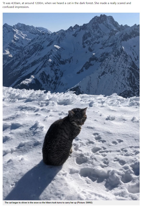 山頂までついてきてしまった迷い猫（画像は『Metro　2021年4月19日付「Lost cat follows hikers to top of 10,000 ft mountain」（Picture: SWNS）』のスクリーンショット）