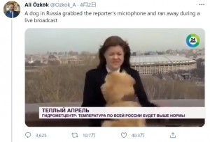 突然犬に飛びつかれたナジェジダさん（画像は『Ali Özkök　2021年4月2日付Twitter「A dog in Russia grabbed the reporter's microphone and ran away during a live broadcast」』のスクリーンショット）