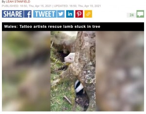 子羊は完全に木の根元に入り込んでしまっていた（画像は『Express.co.uk　2021年4月15日付「Terrified lamb trapped in a tree rescued by hero tattooists and reunited with mum- Video」』のスクリーンショット）