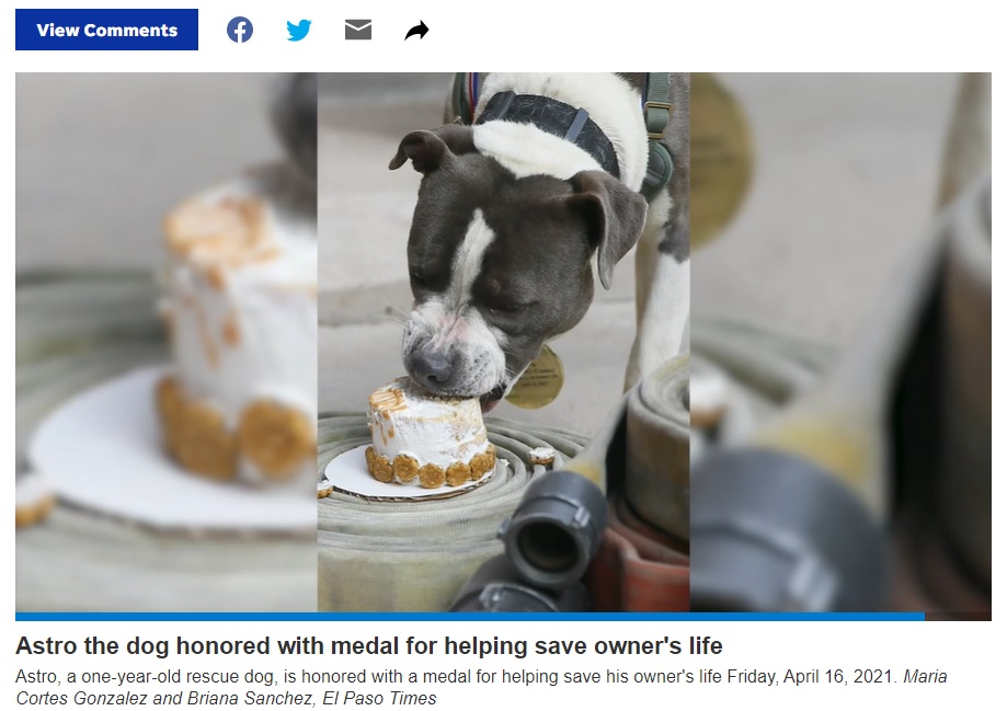 犬用ケーキをもらうと尻尾を振ってすぐに食べ始めたアストロ（画像は『El Paso Times　2021年4月19日付「El Paso Fire Department, Animal Services honor Astro the pit bull for helping save owner」』のスクリーンショット）