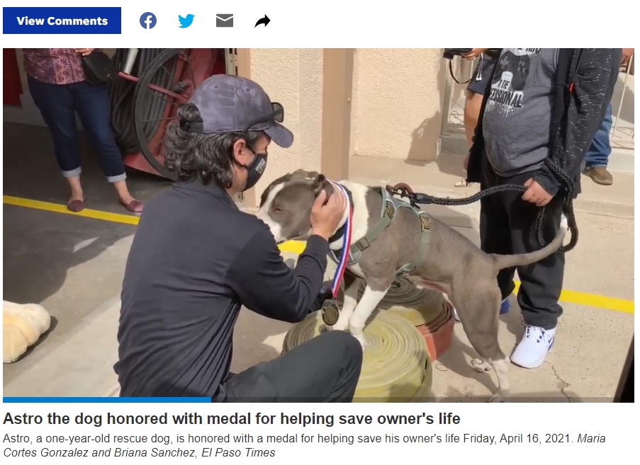 メダルを首に掛けてもらい、お礼のキスをするアストロ（画像は『El Paso Times　2021年4月19日付「El Paso Fire Department, Animal Services honor Astro the pit bull for helping save owner」』のスクリーンショット）