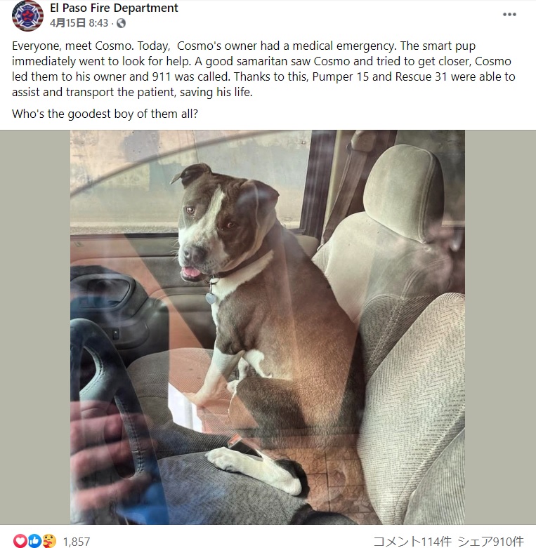 ピットブルのネガティブなイメージを見事に覆した犬（画像は『El Paso Fire Department﻿　2021年4月15日付Facebook「Everyone, meet Cosmo. Today, Cosmo’s owner had a medical emergency.」』のスクリーンショット）