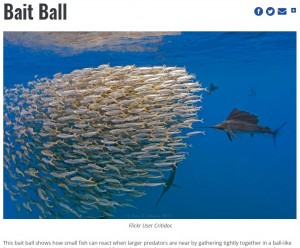 魚が身を守るために集団移動する現象「ベイトボール」（画像は『Smithsonian Ocean　「Bait Ball」（Flickr User Critidoc）』のスクリーンショット）