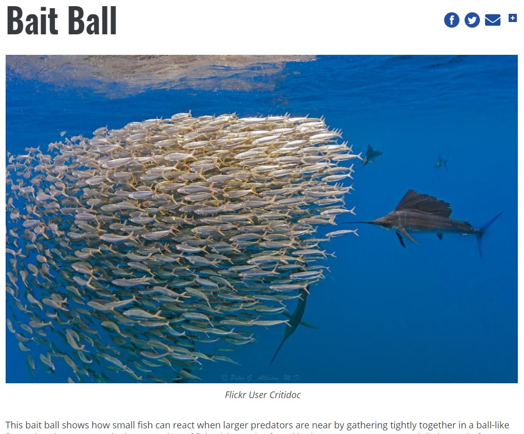 魚が身を守るために集団移動する現象「ベイトボール」（画像は『Smithsonian Ocean　「Bait Ball」（Flickr User Critidoc）』のスクリーンショット）