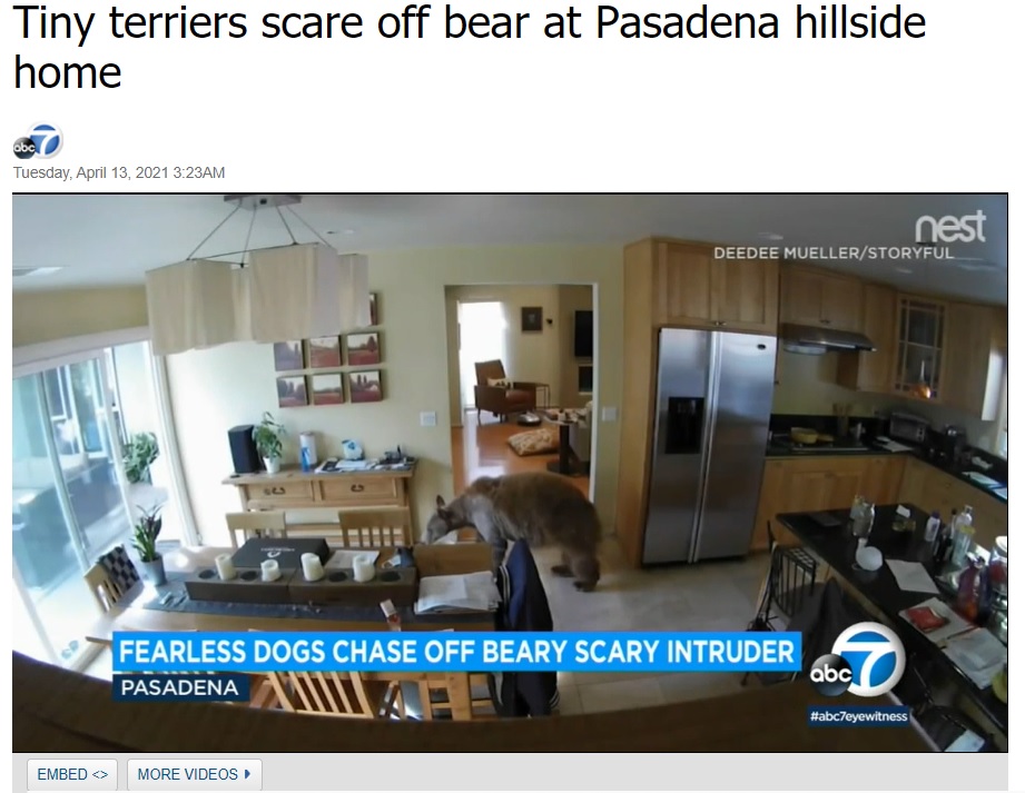 開いていたドアから侵入し、室内を物色するクマ（画像は『ABC7 KABC　2021年4月13日付「Tiny terriers scare off bear at Pasadena hillside home」』のスクリーンショット）
